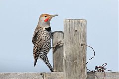 Northern Flicker